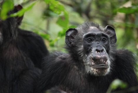 Las chimpancés salvajes también pasan parte de su vida con menopausia