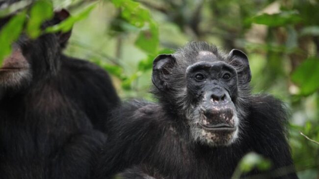 Las chimpancés salvajes también pasan parte de su vida con menopausia