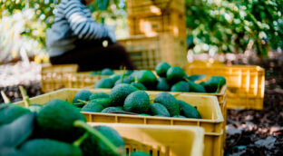 ¿Por qué es importante tener un seguro agrario?