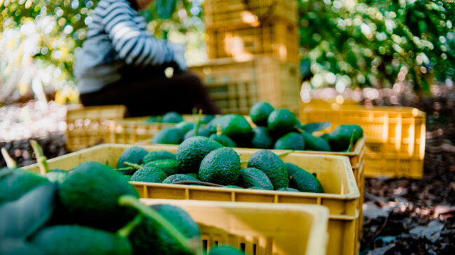 ¿Por qué es importante tener un seguro agrario?