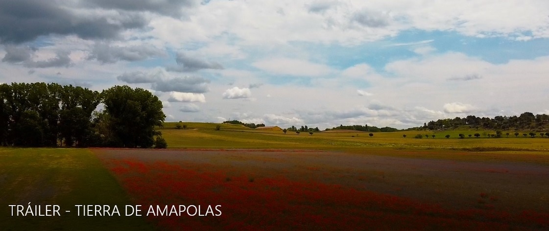 Se estrena el documental «Tierra de Amapolas» que rinde homenaje a la Mujer Rural en Soria