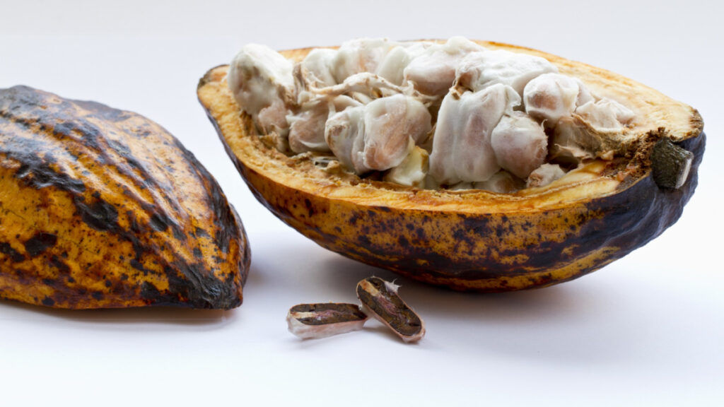 Una vaina de cacao antes de fermentar y tostar los granos