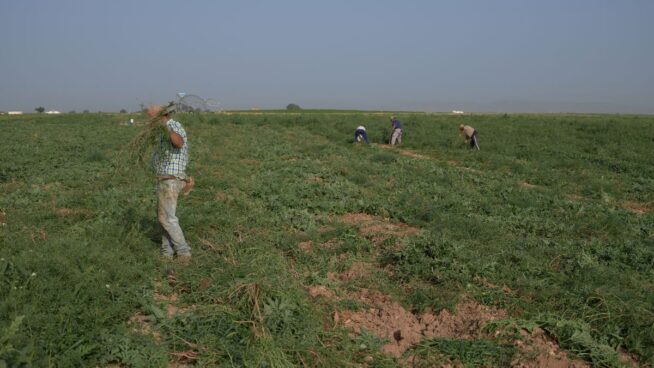 Los agricultores denuncian que solo Castilla y León va a dar el máximo de anticipo de la PAC