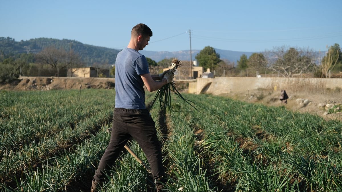 Un informe de la UE pide a los gobiernos apoyo financiero para los jóvenes en el sector agrícola