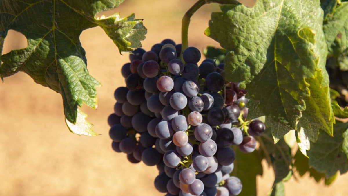 Cuatro vinos de uvas poco conocidas y muy recomendables en estos días de ‘veranillo’
