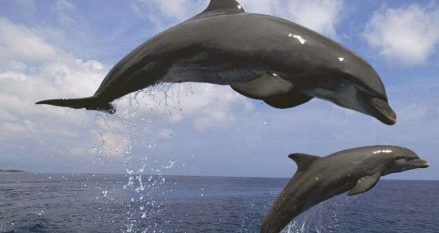 Los delfines de Fraser aparecen por primera vez en Lanzarote y Fuerteventura