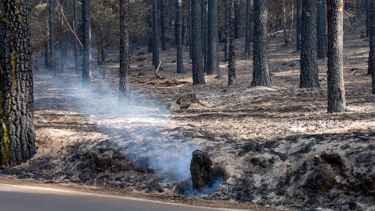 El Gobierno de Canarias activa el nivel 2 del incendio forestal en Tenerife