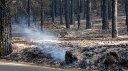 El Gobierno de Canarias activa el nivel 2 del incendio forestal en Tenerife