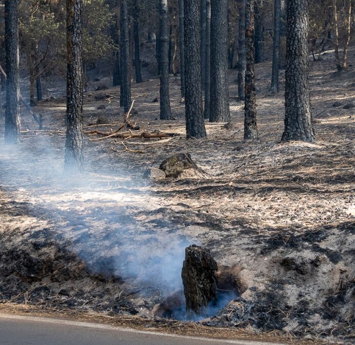 El Gobierno de Canarias activa el nivel 2 del incendio forestal en Tenerife