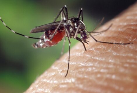Los consejos de la OCU para evitar las picaduras de chinches, mosquitos y garrapatas