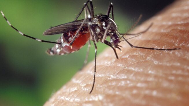 Los consejos de la OCU para evitar las picaduras de chinches, mosquitos y garrapatas