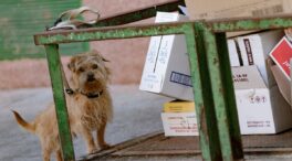 Una mujer en Vigo, multada con 500 euros por dejar a su perro en la puerta de una farmacia