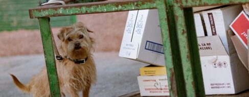 Una mujer en Vigo, multada con 500 euros por dejar a su perro en la puerta de una farmacia