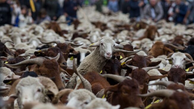 Cientos de ovejas y cabras inundan el centro de Madrid en la Fiesta de la Trashumancia