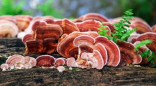 Diez curiosidades que quizá no conocía sobre los hongos