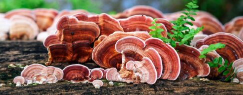 Diez curiosidades que quizá no conocía sobre los hongos