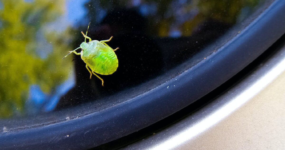 ¿Por qué ahora impactan menos insectos en el parabrisas del coche?