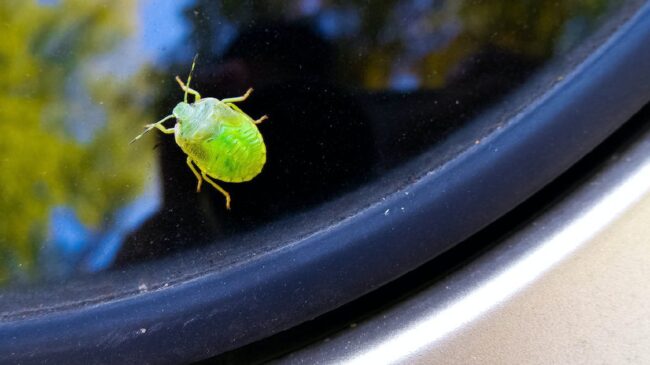 ¿Por qué ahora impactan menos insectos en el parabrisas del coche?
