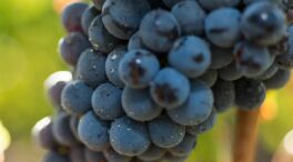 Cinco vinos de garnacha, la uva que está de moda (y que muchos elaboran)