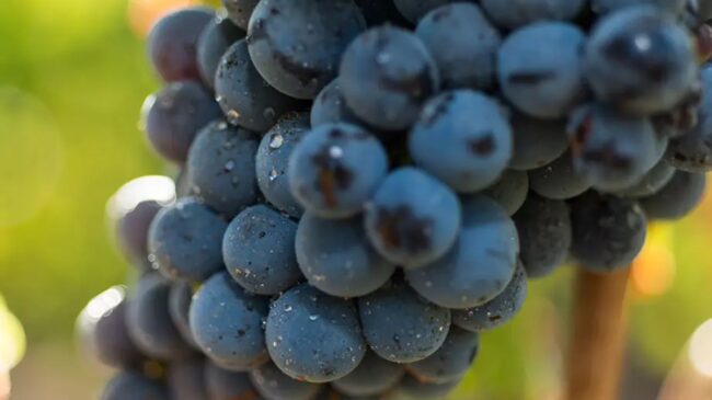 Cinco vinos de garnacha, la uva que está de moda (y que muchos elaboran)