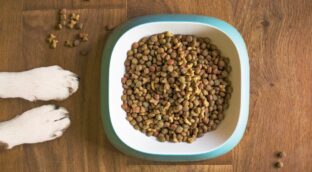 Este es el mejor pienso para perros según un estudio de la OCU