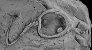 Crean un robot que reproduce el movimiento de un animal extinto hace 400 millones de años