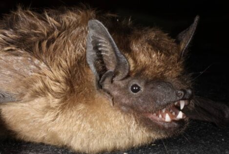 Estos murciélagos utilizan el pene como ‘brazo’ durante la cópula, pero no para la penetración