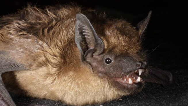 Estos murciélagos utilizan el pene como ‘brazo’ durante la cópula, pero no para la penetración