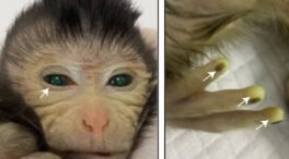Nace el primer mono quimérico utilizando líneas de células madre embrionarias