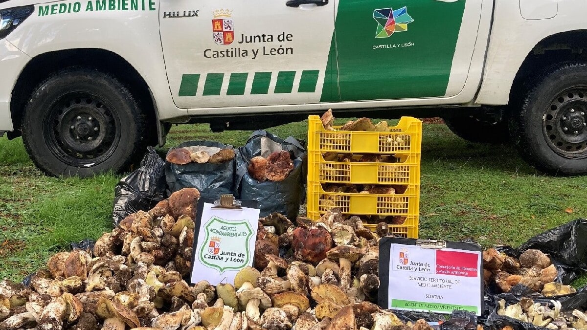 La Junta recuerda las normas para la recolección de setas en Segovia