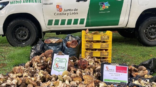 La Junta recuerda las normas para la recolección de setas en Segovia