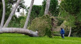 Un total de 411 árboles afectados en Madrid tras el fuerte viento del fin de semana