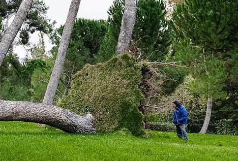 Un total de 411 árboles afectados en Madrid tras el fuerte viento del fin de semana