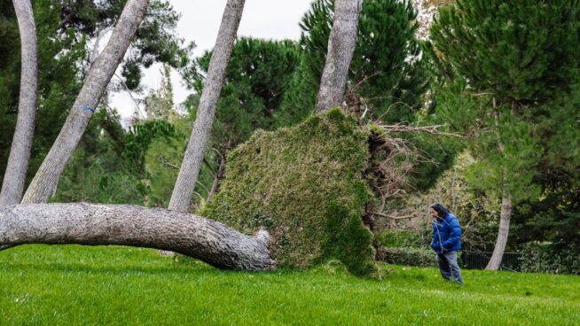 Un total de 411 árboles afectados en Madrid tras el fuerte viento del fin de semana