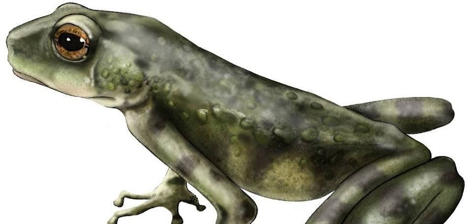 Una nueva especie de sapo hallada revela la historia evolutiva oculta de los anfibios africanos