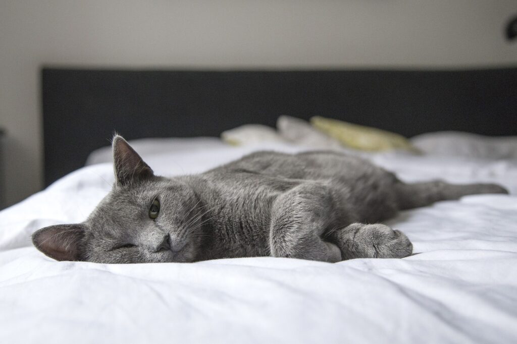 Gato en una cama | Pixabay 