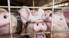 Detectado en Reino Unido el primer caso de gripe porcina en un humano