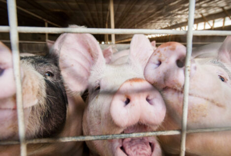 Detectado en Reino Unido el primer caso de gripe porcina en un humano