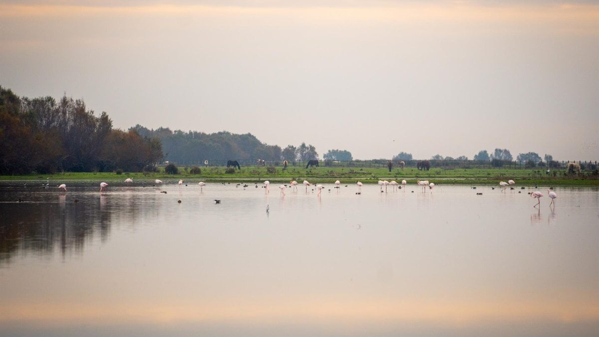 Ribera recuerda a los agricultores irregulares en Doñana que «nadie les va a perdonar la multa»