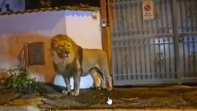 Un león escapa de un circo y siembra el caos durante horas en la ciudad italiana de Ladispoli