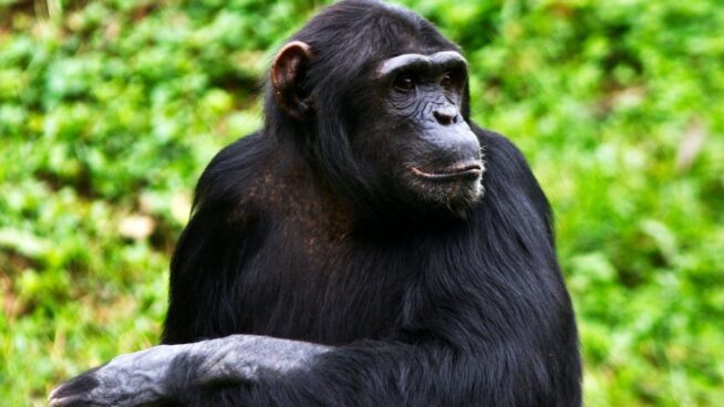 Demuestran que los humanos no son los únicos primates que experimentan la menopausia
