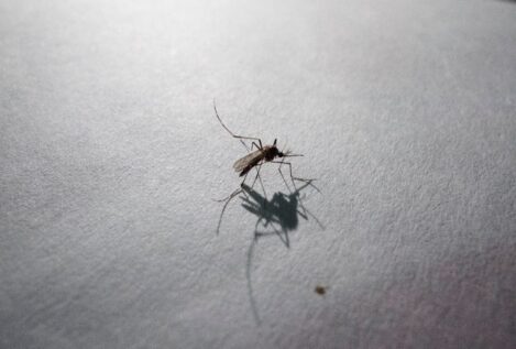 Detectado un brote de dengue autóctono en Tarragona con cinco personas afectadas