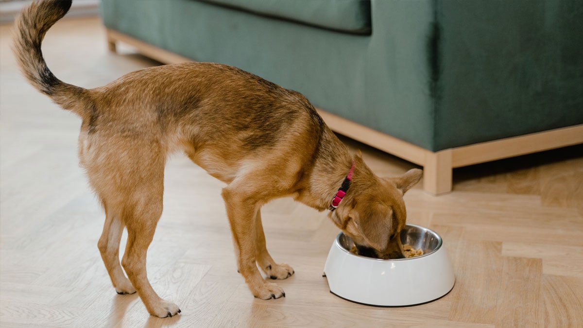 Los perros alimentados con probióticos y prebióticos mejoran su salud intestinal