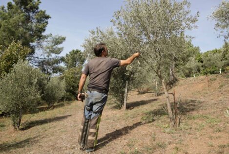 El coste de producción del aceite de oliva crece más de un 100% desde 2020