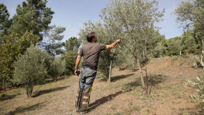 El coste de producción del aceite de oliva crece más de un 100% desde 2020