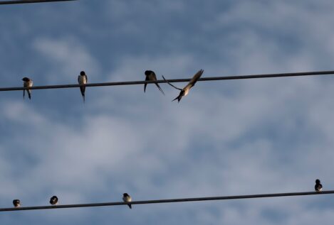 Por esta razón los pájaros no se electrocutan al posarse en los cables de alta tensión
