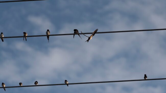 Por esta razón los pájaros no se electrocutan al posarse en los cables de alta tensión