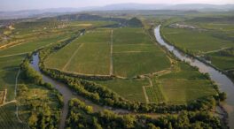 La superficie dedicada a viñedos ecológicos crece un 33% en cuatro años