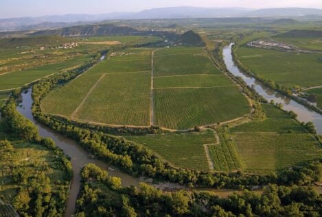 La superficie dedicada a viñedos ecológicos crece un 33% en cuatro años