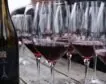 Francia, primer productor de vino europeo mientras España e Italia pierden volumen